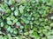 Plant of Pyrrosia eleagnifolia or theÂ leather-leaf fern or ota. It is climbing fernÂ endemicÂ toÂ New Zealand.